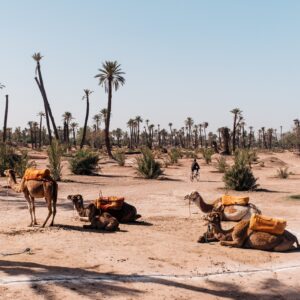 Balade en dromadaire à la Palmeraie